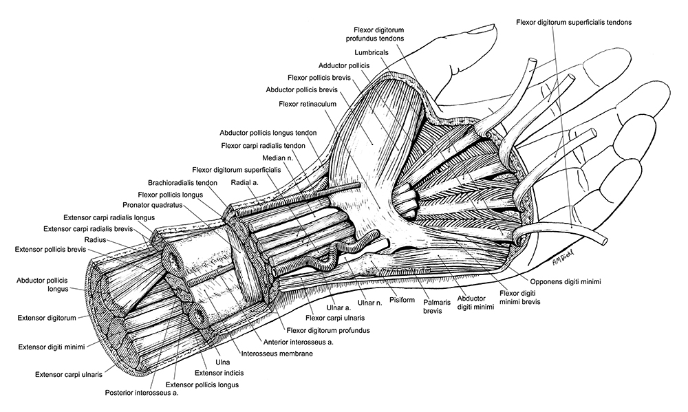 Anatomical Structures of Hand and Forearm
