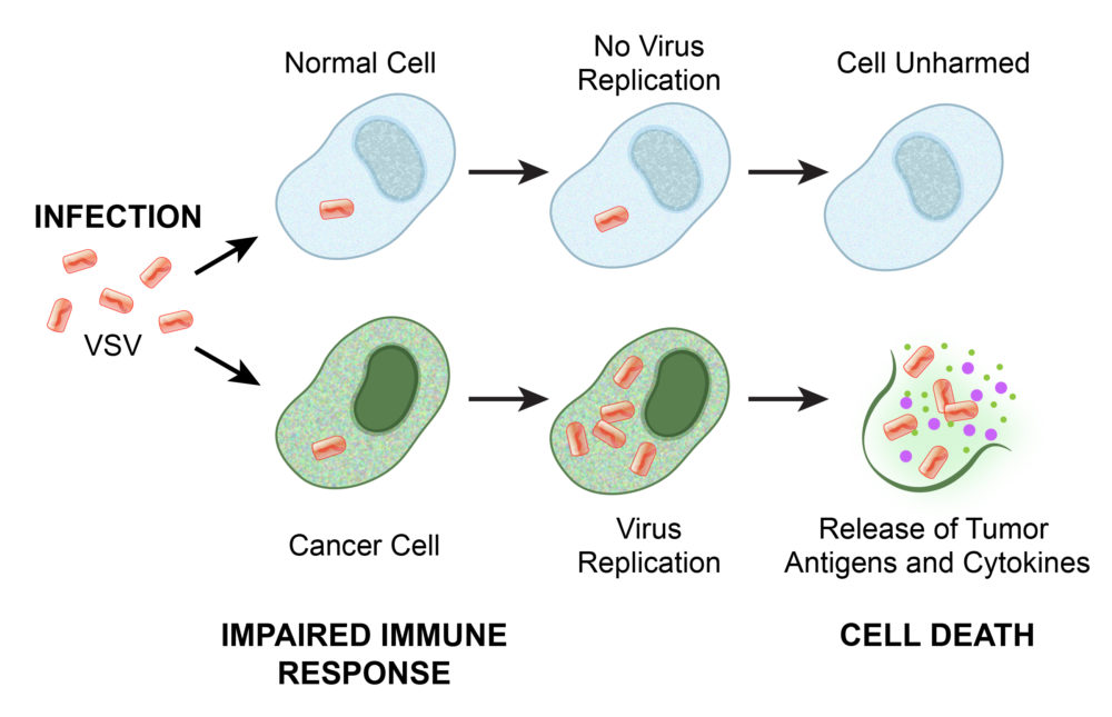 Cancer Cell -VSV