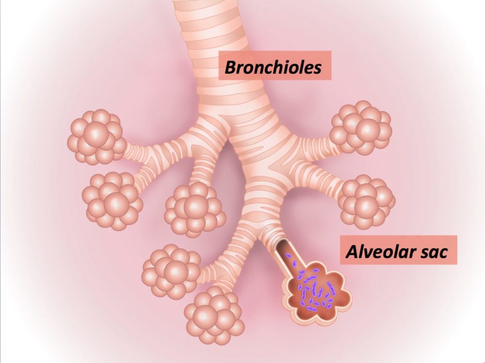Bronchioles